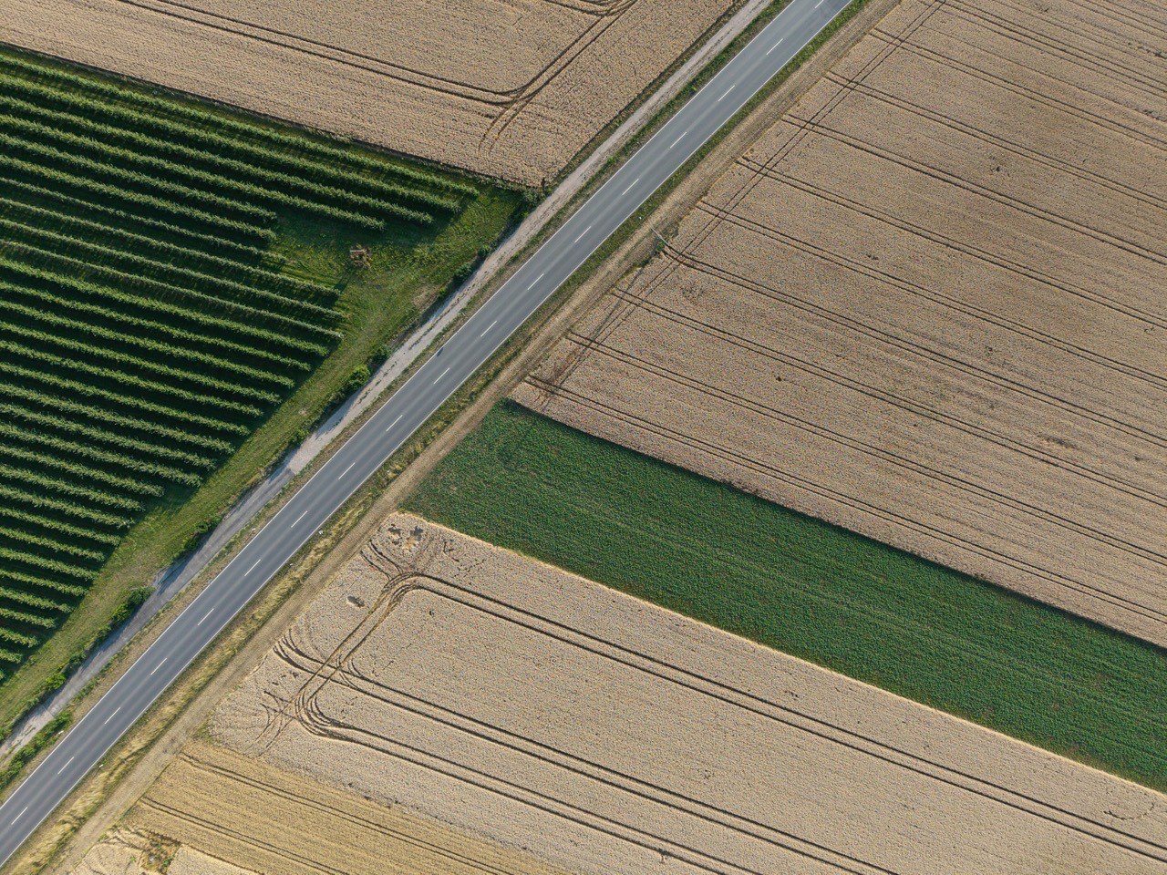 Aerial view of a straight road dividing fields of ripe wheat, green crops and rows of a plantation